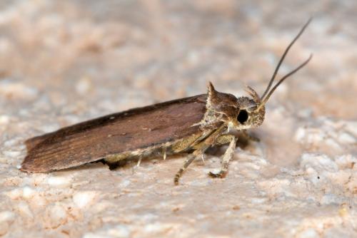 Agonopterix cnicella